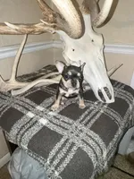 Molly may, a female French Bulldog for sale in Roosevelt, UT – 1 of 5
