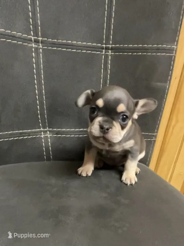 Nelli jr – French Bulldog puppy for sale in Roosevelt, UT