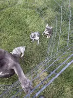 Molly may, a female French Bulldog for sale in Roosevelt, UT – 2 of 5