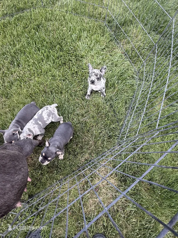 Blue , a male French Bulldog for sale in Roosevelt, UT – 1 of 3