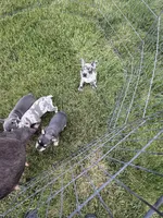 Blue , a male French Bulldog for sale in Roosevelt, UT – 1 of 3