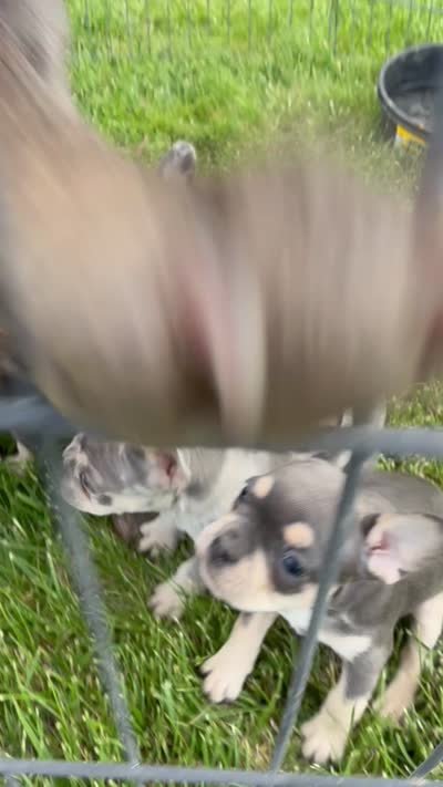 Blue , a male French Bulldog for sale in Roosevelt, UT – 2 of 3