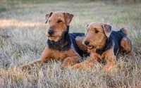 Jack, a male Airedale Terrier for sale in Crossville, TN – Photo 2 of 2