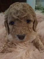 Pearl, a female Goldendoodle and Poodle - Standard  for sale in Crossville, TN – 2 of 3
