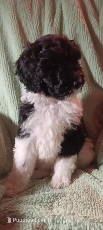 Elvis, a male Goldendoodle and Poodle - Standard  for sale in Crossville, TN – Photo 1 of 5