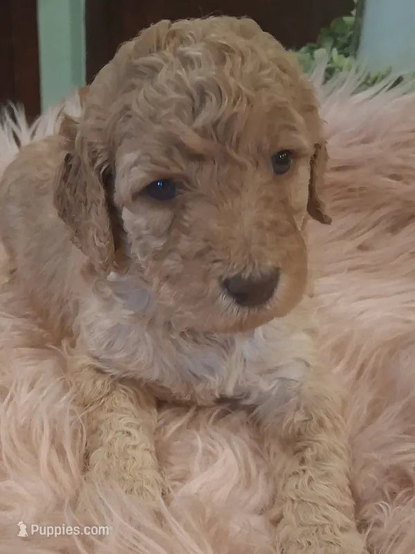 Pearl – Goldendoodle, Poodle - Standard  puppy for sale in Crossville, TN