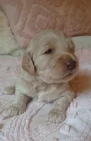 Pearl, a female Goldendoodle and Poodle - Standard  for sale in Crossville, TN – Photo 6 of 6