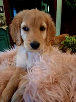 Poppy, a female Goldendoodle and Poodle - Standard  for sale in Crossville, TN – 3 of 6