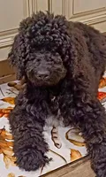 Beau F1B, a male Goldendoodle and Poodle - Standard  for sale in Crossville, TN – Photo 1 of 7