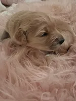 Pearl, a female Goldendoodle and Poodle - Standard  for sale in Crossville, TN – 2 of 5