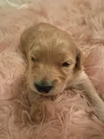 Pearl, a female Goldendoodle and Poodle - Standard  for sale in Crossville, TN – 3 of 5