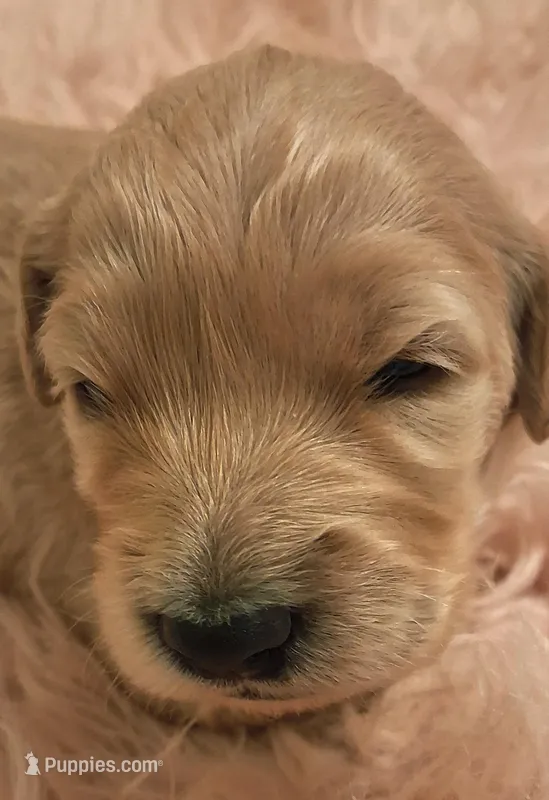 Pearl – Goldendoodle, Poodle - Standard  puppy for sale in Crossville, TN