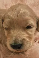 Pearl, a female Goldendoodle and Poodle - Standard  for sale in Crossville, TN – 1 of 5