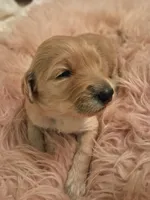 Pearl, a female Goldendoodle and Poodle - Standard  for sale in Crossville, TN – 4 of 5