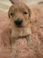 Pearl, a female Goldendoodle and Poodle - Standard  for sale in Crossville, TN – 5 of 5