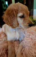 Poppy, a female Goldendoodle and Poodle - Standard  for sale in Crossville, TN – 6 of 6