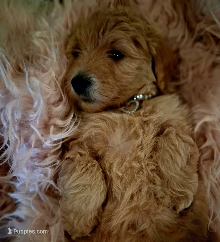 Penny – Goldendoodle, Poodle - Standard  puppy for sale in Crossville, TN