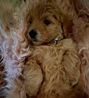 Penny, a female Goldendoodle and Poodle - Standard  for sale in Crossville, TN – 4 of 4