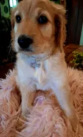 Poppy, a female Goldendoodle and Poodle - Standard  for sale in Crossville, TN – 2 of 6