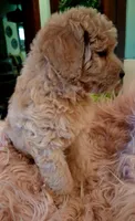 Penny, a female Goldendoodle and Poodle - Standard  for sale in Crossville, TN – 2 of 4