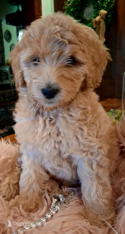 Penny – Goldendoodle, Poodle - Standard  puppy for sale in Crossville, TN