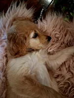 Poppy, a female Goldendoodle and Poodle - Standard  for sale in Crossville, TN – 4 of 6