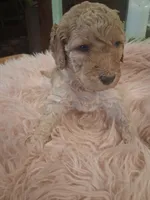 Pearl, a female Goldendoodle and Poodle - Standard  for sale in Crossville, TN – 3 of 3