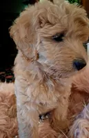 Penny, a female Goldendoodle and Poodle - Standard  for sale in Crossville, TN – 3 of 4