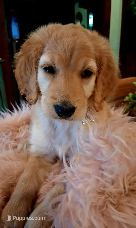 Poppy – Goldendoodle, Poodle - Standard  puppy for sale in Crossville, TN