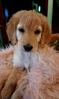 Poppy, a female Goldendoodle and Poodle - Standard  for sale in Crossville, TN – 1 of 6