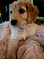 Poppy, a female Goldendoodle and Poodle - Standard  for sale in Crossville, TN – 5 of 6