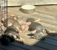 Hera, a female French Bulldog for sale in East Berne, NY – 4 of 4