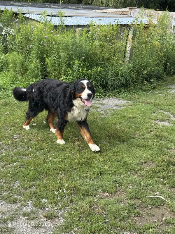 Belfast – Bernese Mountain Dog puppy for sale in East Berne, NY