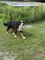 Belfast, a male Bernese Mountain Dog for sale in East Berne, NY – 1 of 2