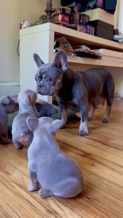 Stella, a female French Bulldog for sale in East Berne, NY – 5 of 5