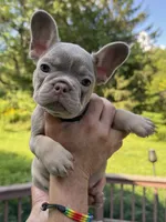 Hermes, a male French Bulldog for sale in East Berne, NY – 1 of 4