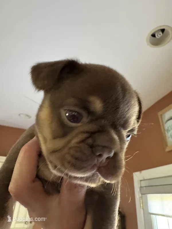 Fiona – French Bulldog puppy for sale in East Berne, NY