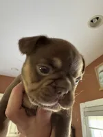 Fiona, a female French Bulldog for sale in East Berne, NY – 1 of 9