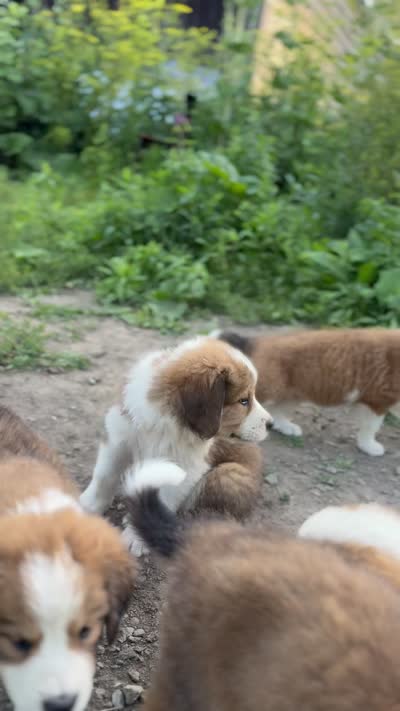 Lola, a female Bernese Mountain Dog and Great Pyrenees for sale in East Berne, NY – 6 of 6