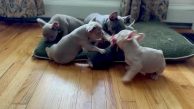 Stella, a female French Bulldog for sale in East Berne, NY – 4 of 5
