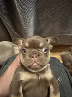 Fiona, a female French Bulldog for sale in East Berne, NY – 4 of 9
