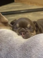 Fiona, a female French Bulldog for sale in East Berne, NY – 2 of 9