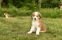 Bruno, a male Bernese Mountain Dog and Great Pyrenees for sale in East Berne, NY – 1 of 6