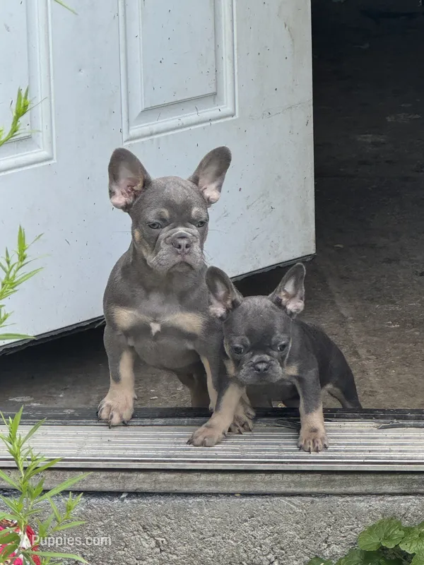 Hermes – French Bulldog puppy for sale in East Berne, NY