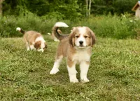Lola, a female Bernese Mountain Dog and Great Pyrenees for sale in East Berne, NY – 3 of 6