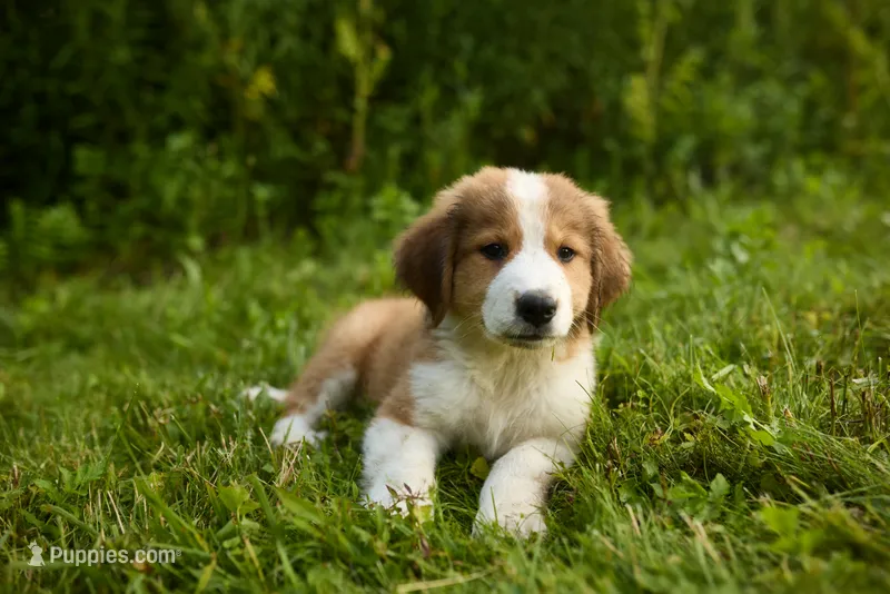 Lola – Bernese Mountain Dog, Great Pyrenees puppy for sale in East Berne, NY