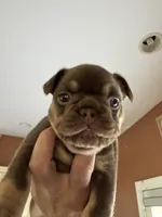 Fiona, a female French Bulldog for sale in East Berne, NY – 3 of 9