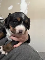 Vicky, a female Bernese Mountain Dog for sale in Albany, NY – Photo 3 of 6