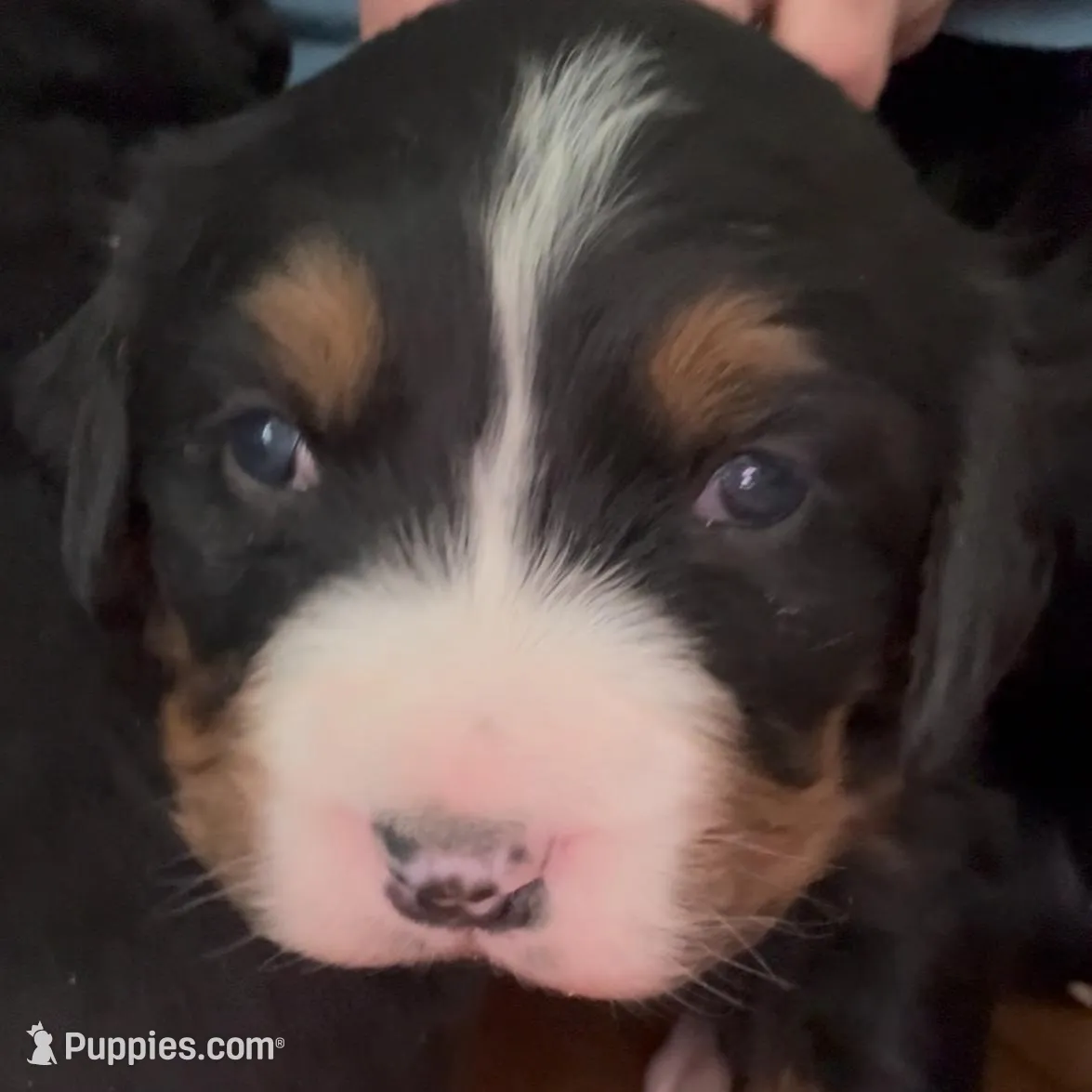 Vicky, a female Bernese Mountain Dog for sale in Albany, NY – Photo 1 of 6