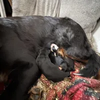 Vicky, a female Bernese Mountain Dog for sale in Albany, NY – Photo 4 of 6